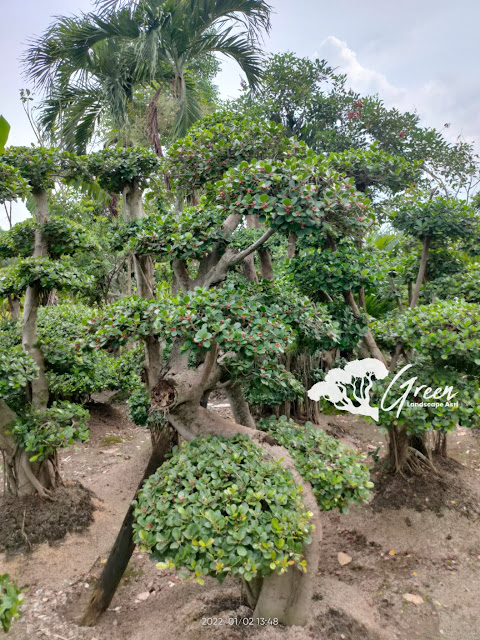 Bonsai Beringin Korea Dolar