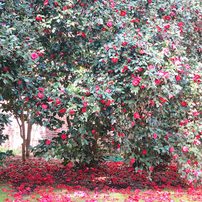 camellia in bloom