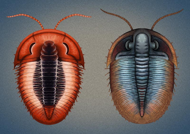 Elrathia и Ogygiocarella, два исторически важных трилобита с более привычной формой тела. Изображение Франца Энтони.