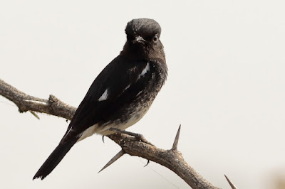 Pied Bushchat