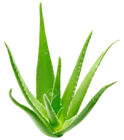 aloevera-healthnfitnessadvise