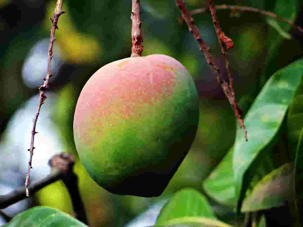 mango in hindi