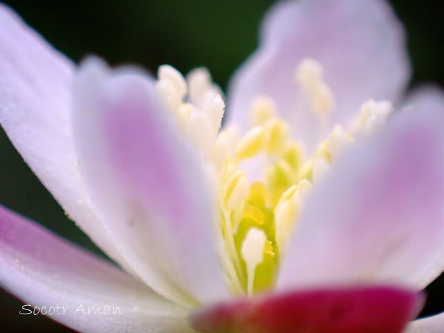 Anemone flaccida