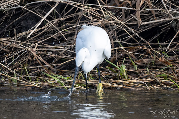 Little egret