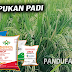 PENTINGNYA PEMBERIAN PUPUK UNTUK PADI BUNTING - Pandu Farm