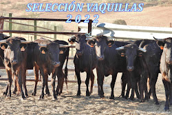 SELECCIÓN VAQUILLAS 2022