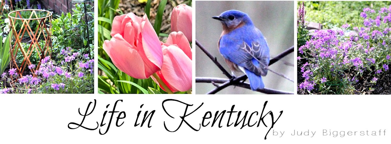 JBigg: Life in Kentucky