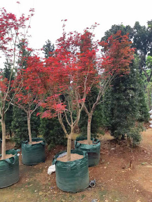 Jual Pohon Bonsai Red Maple