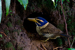 Bird of Sulawesi