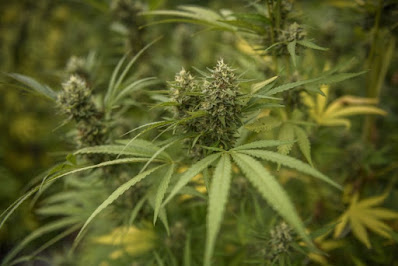 TRNC reportedly plan to cultivate medical cannabis 
