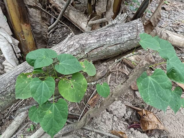 Tinospora cordifolia