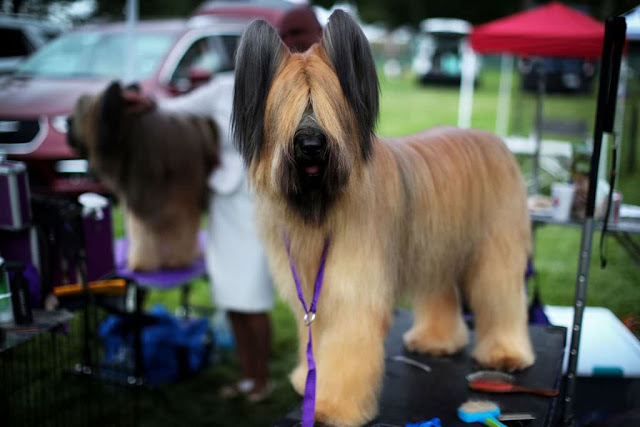 Выставка собак Kennel Club 2021 ( Нью-Йорк)