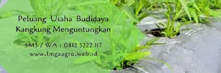 jual benih kangkung, serimpi, kangkung cap panah merah, tanaman kangkung, bibit kangkung, toko pertanian, toko online, lmga agro