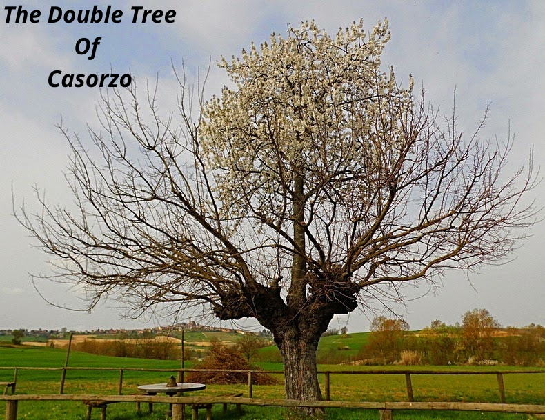 The Double Tree Of Casorzo