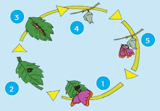 metamorfosis kupu kupu