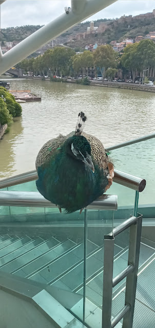 A peacock at Bridge of Peace  for " Tourist Photography ".