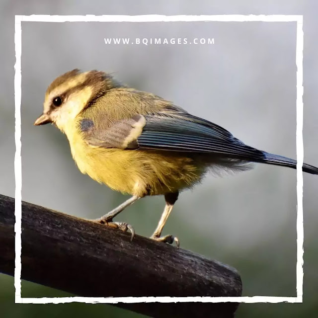 beautiful birds images for whatsapp dp