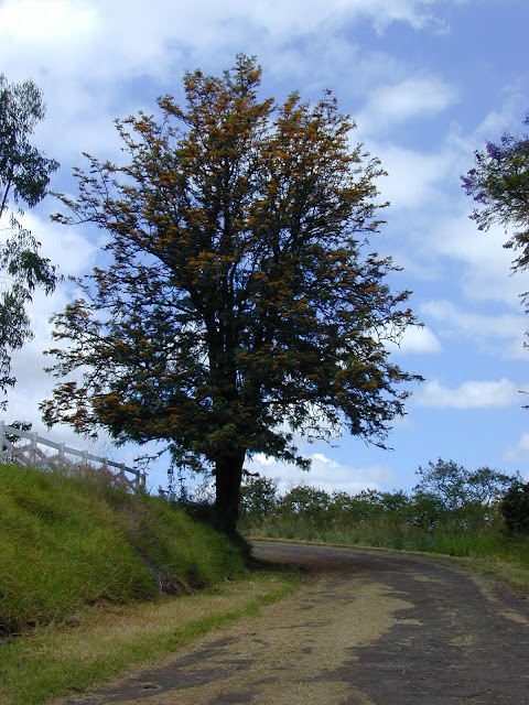 G. robusta en el margen de un camino