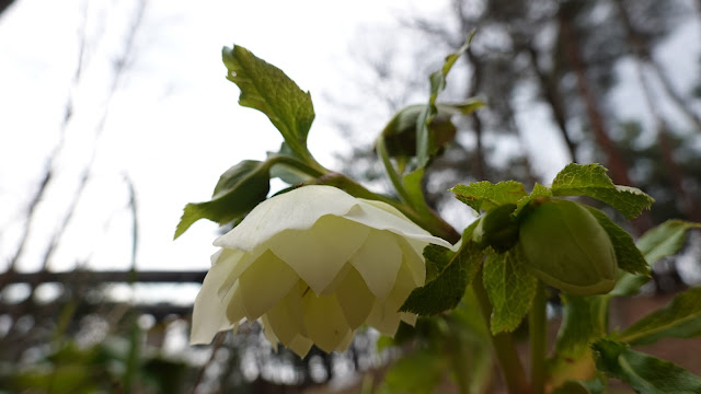 とっとり花回廊　ミズバショウ（水芭蕉）