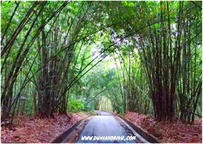 Hutan Bambu desa penglipuran