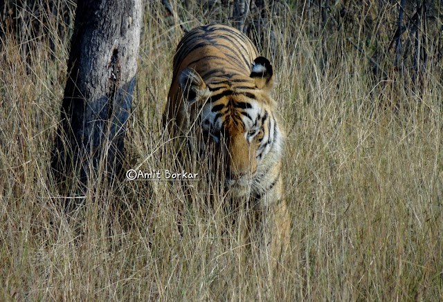 A First Encounter: Witnessing the Majesty of Tigers in Tadoba Tiger Reserve