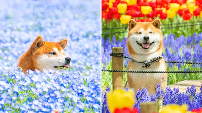 This Shiba Inu Dog Is Probably The Cutest Thing You'll Ever See