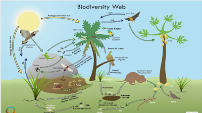 Levels of biodiversity – genetic, species and ecosystem diversity. Biogeographic zones of India, Biodiversity patterns and global Biodiversity hotspots Ecosystem and biodiversity services : ecological, economic, social, ethical, aesthetic and informational values India as a mega-diversity nation, Endangered and endemic species of India