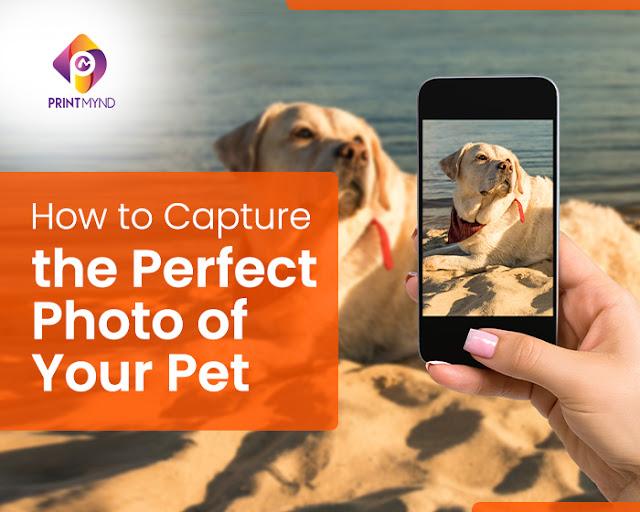 Perfect Photo capture for pets