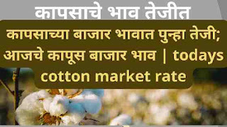 कापसाच्या बाजार भावात पुन्हा तेजी; आजचे कापूस बाजार भाव | todays cotton market rate maharashtra