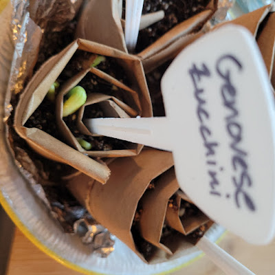 Photo looking down from above at a coil of brown paper. It holds brown soil with white flecks. A green shoot, bent over with its top still in the oil, and two smaller ones barely showing above the soil line. A small white plastic stake with the words Genovese Zucchini stands in the soil.