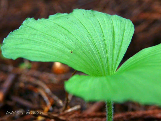 Cypripedium japonicum