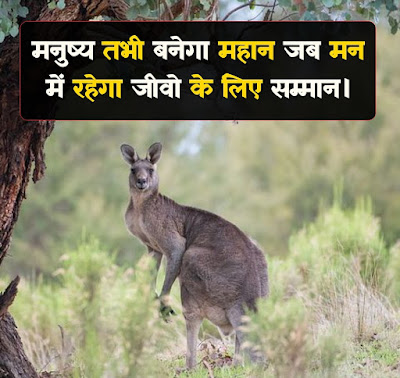 वन्य जीव संरक्षण पर नारे | World Wildlife Day Slogan In Hindi - soch ka  safar