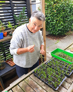 Flax seedlings