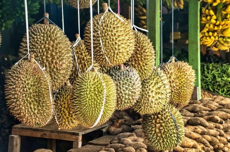 Health Benefits of Durian This Popular Asian Fruit