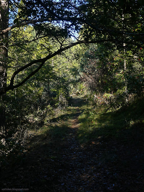 13: road with clear trail down it