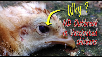 How to prevent spread of ND Newcastle disease