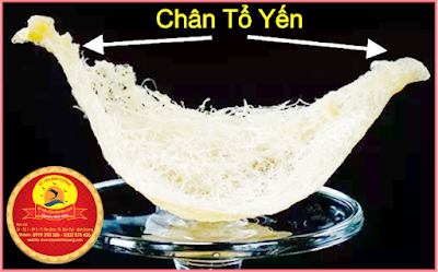 Chân Tổ Yến