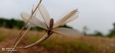 Winged Termite | Flying Termite | Alate