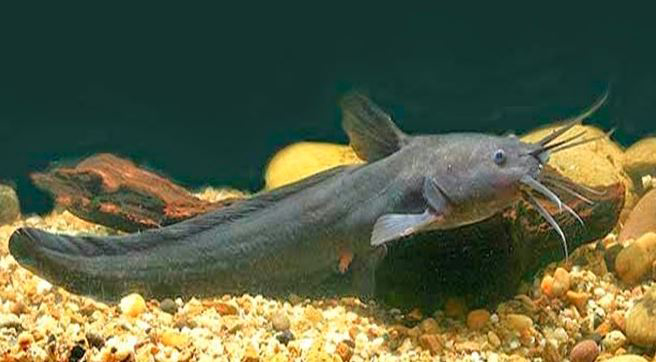 ikan sembilang