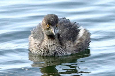 Little Grebe