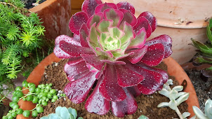 Aeonium