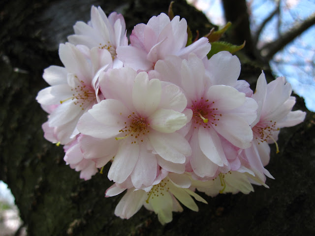 Prunus 'Jugatsu-zakura' (='Autumnalis'):