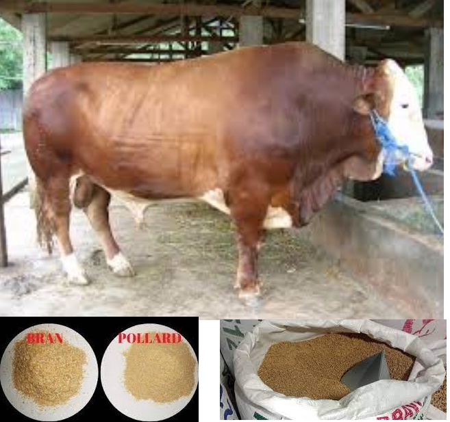 pakan,sapi,konsentrat adalah,bahan pakan ternak protein tinggi,manfaat konsentrat untuk sapi,konsentrat sapi,komposisi pakan ternak sapi,jenis pakan ternak sapi,contoh bahan pakan konsentrat,