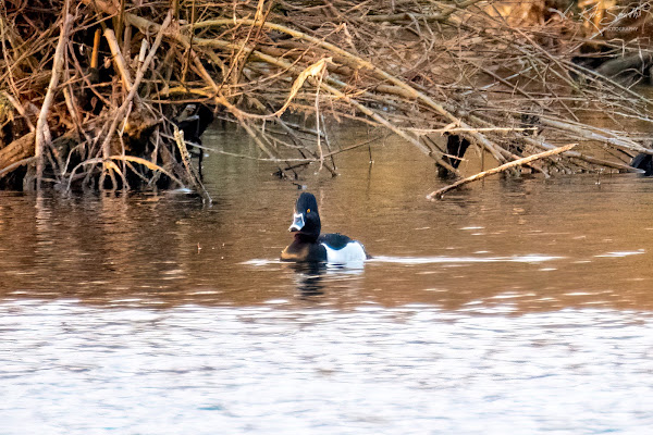 Ring-necked duck