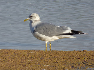 Adult Common Gull