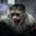 Μαϊμούδες πειραματόζωα μάλλον  μολυσμένες με ιούς διέφυγαν  μετά από τροχαίο ατύχημα στις ΗΠΑ