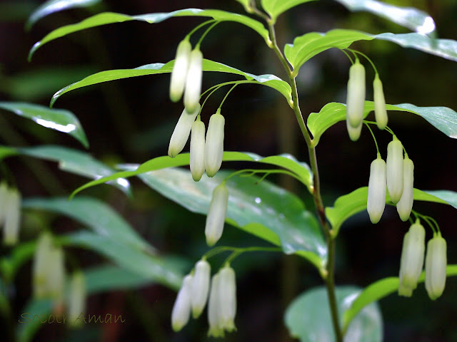 Polygonatum falcatum