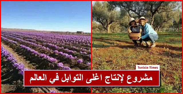 قصة نجاح : شابتان تونسيتان تطلقان مشروعا لإنتاج الزعفران العضوي أغلى التوابل في العالم