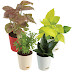 Ugaoo I Indoor Plants I Plants for Home 