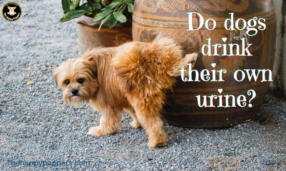 Why dogs drink their urine?